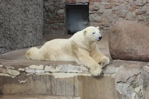Ленинградский зоопарк пригрозил публикацией видео нечистоплотным посетителям