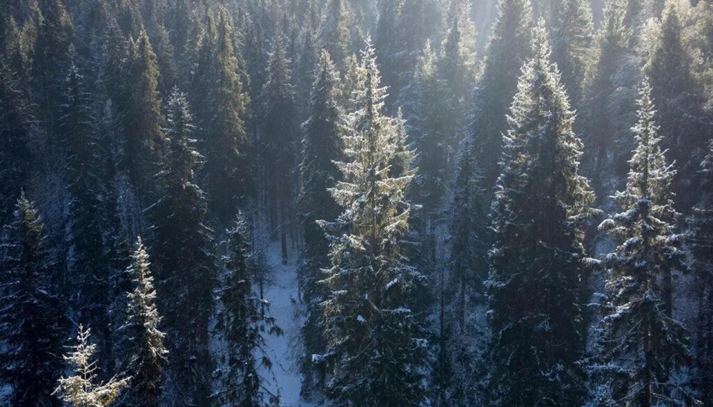 Стало известно, откуда привезут главную новогоднюю ель Петербурга