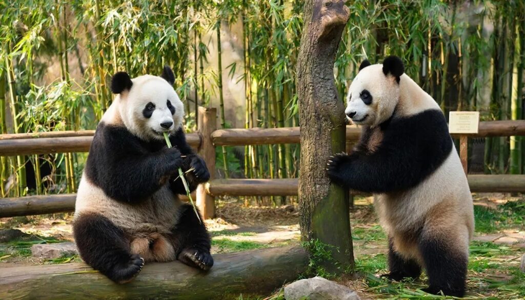 Япония впервые с 1973 года лишится всех панд в своих зоопарках