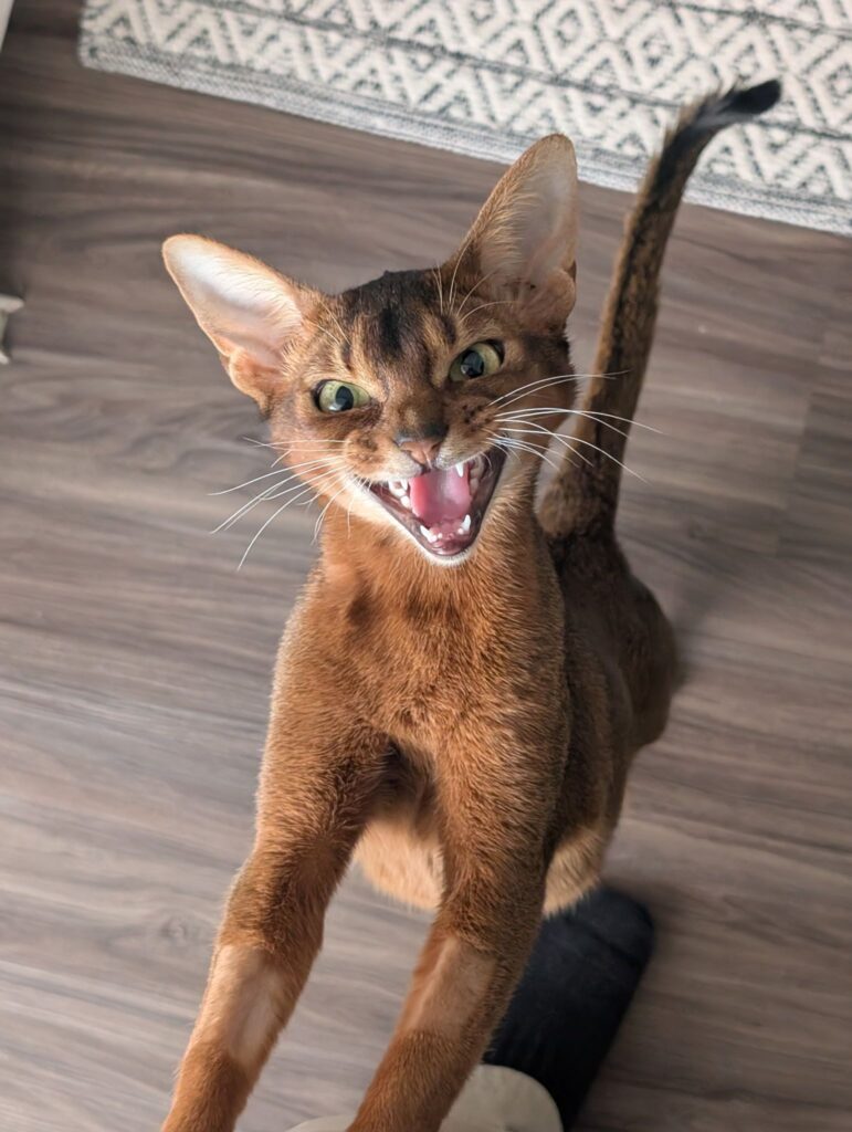 Хозяйка самого красивого кота в мире заявила, что ему подберут пару