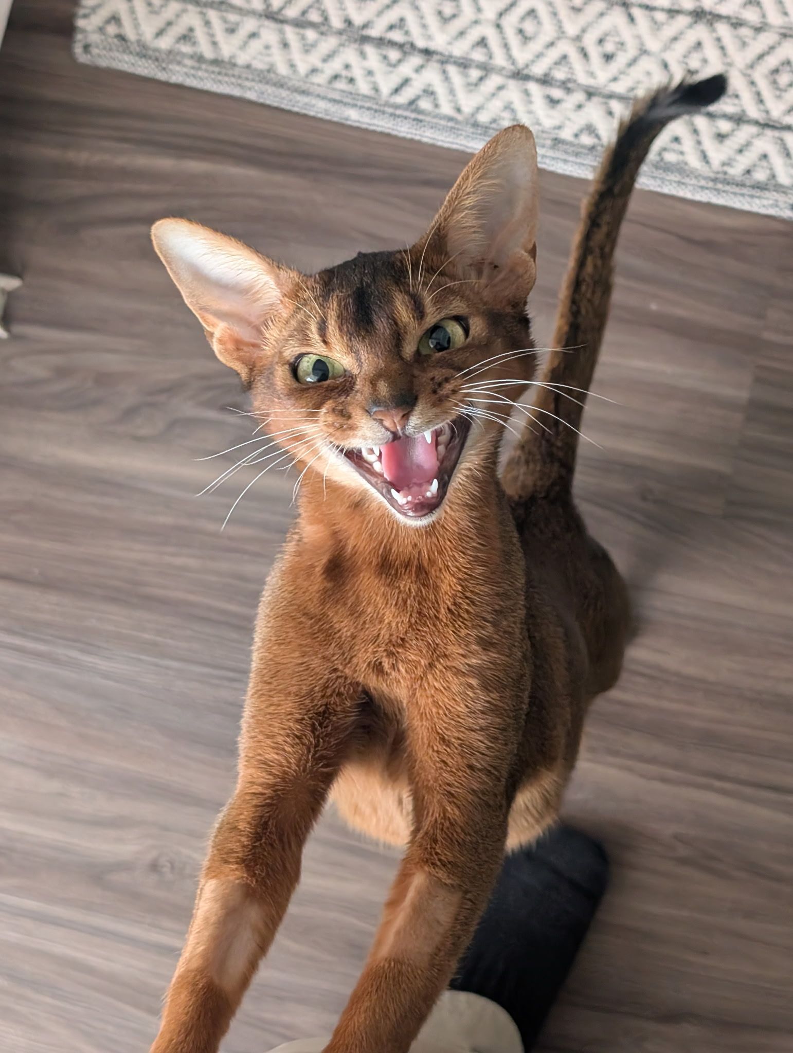 Хозяйка самого красивого кота в мире заявила, что ему подберут пару