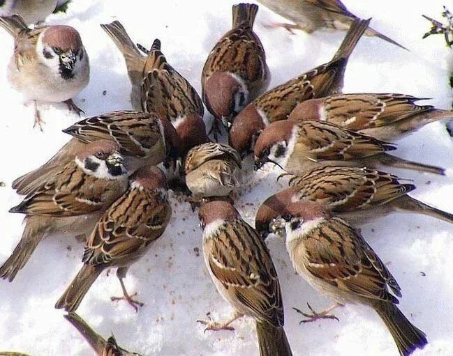 В феврале 2026 состоится всероссийская перепись воробьев