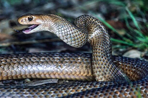 Доцент МГУ предупредил о пробуждении змей в Москве к концу марта