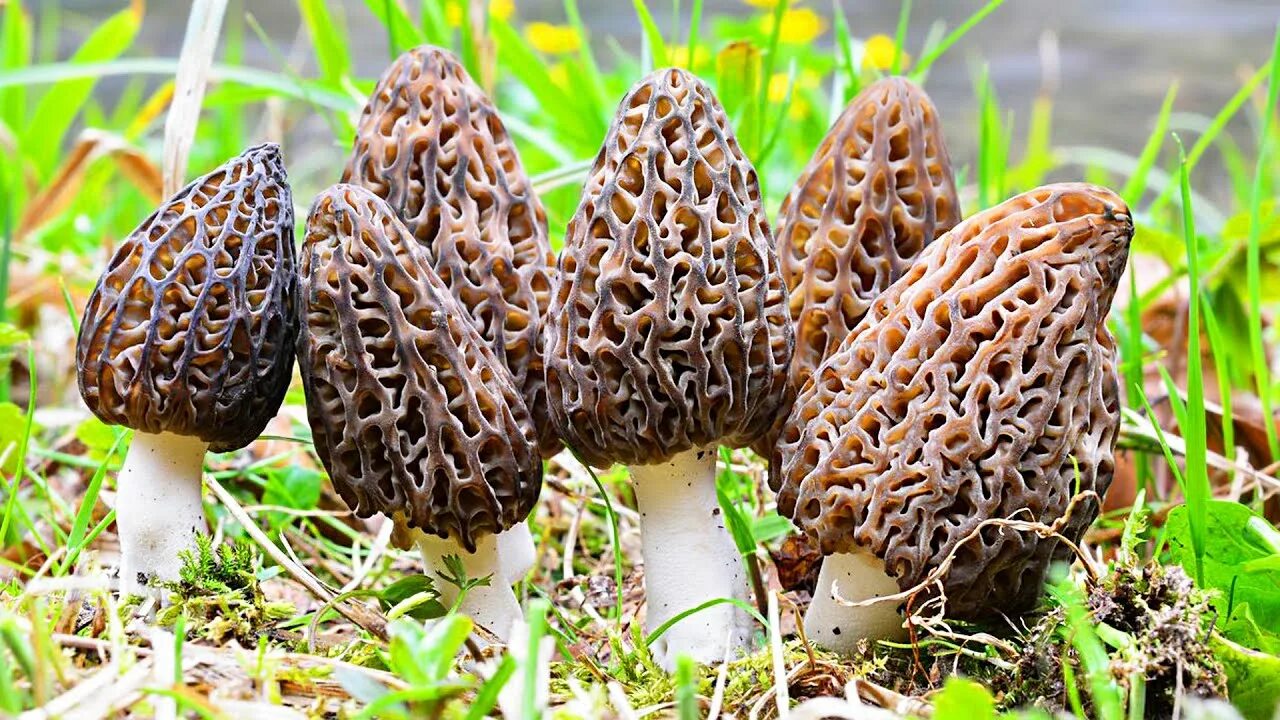 Грибной бум? Каким будет сезон тихой охоты в 2026 году