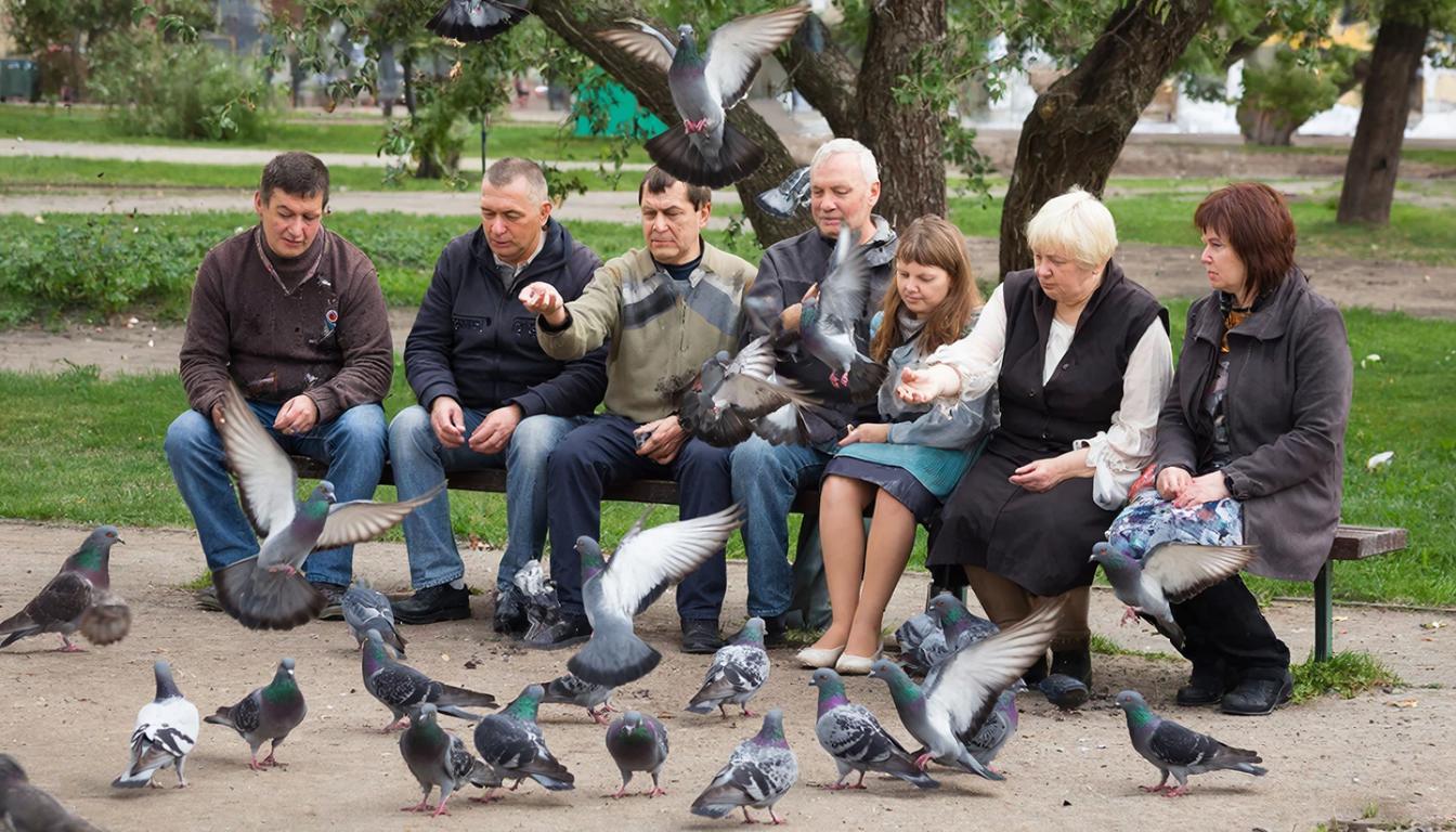 Депутаты могут запретить петербуржцам кормить голубей