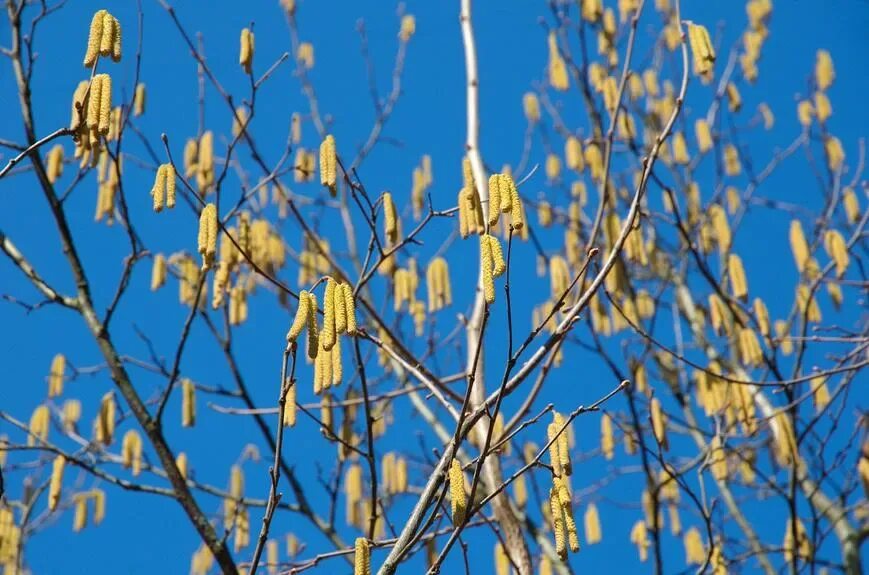 Сезон аллергии в Москве может начаться раньше обычного