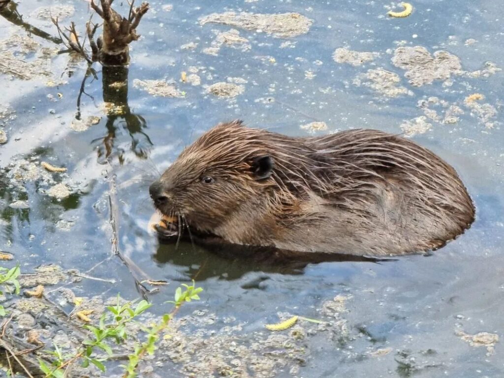 Судьба бобра на Черной речке. Нужно ли его спасать?