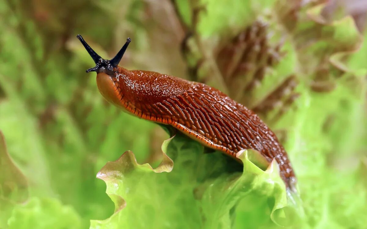 В Ленинградской области проснулись испанские слизни